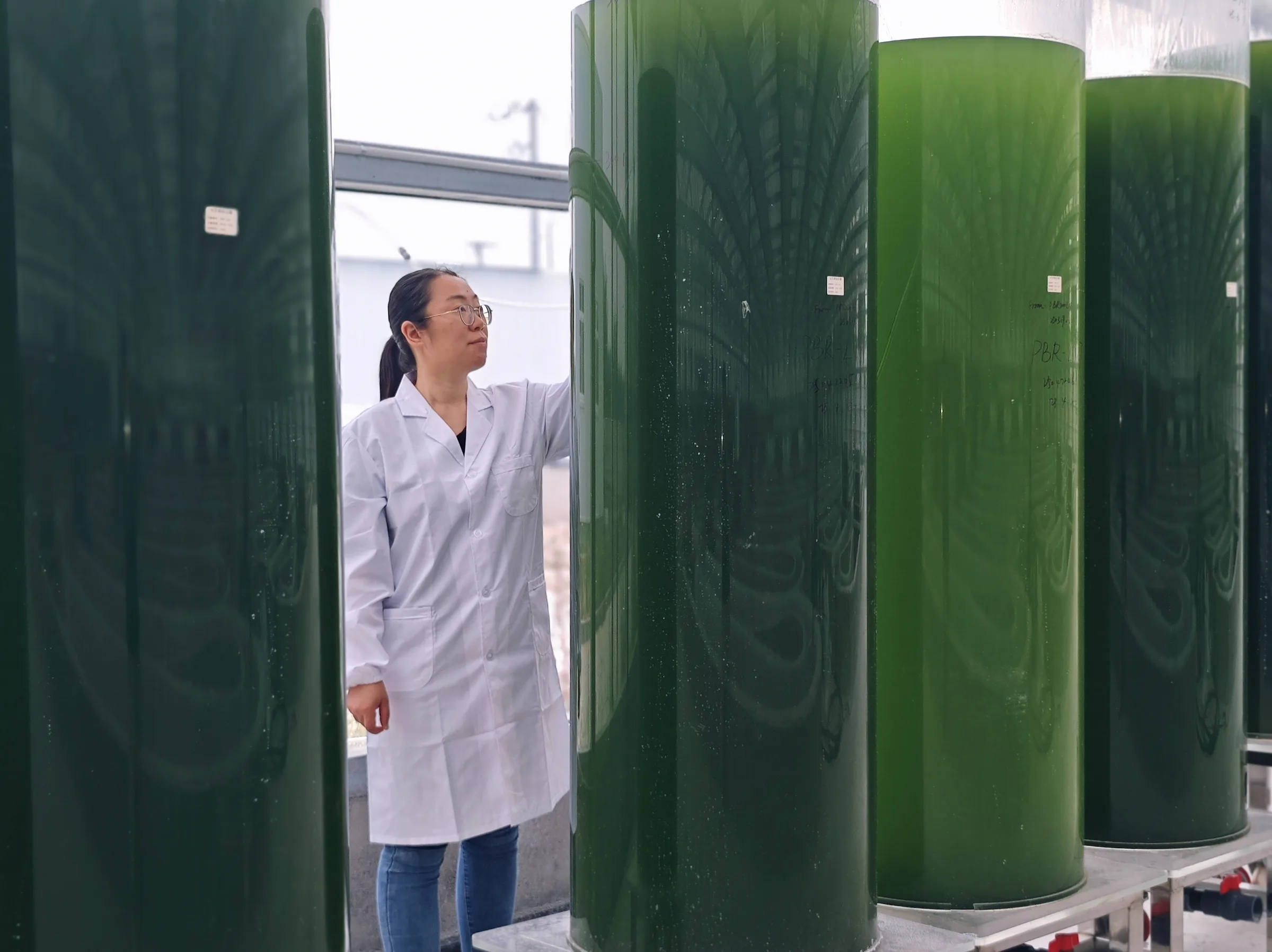 HETCHYN scientist monitors controlled algae culture columns