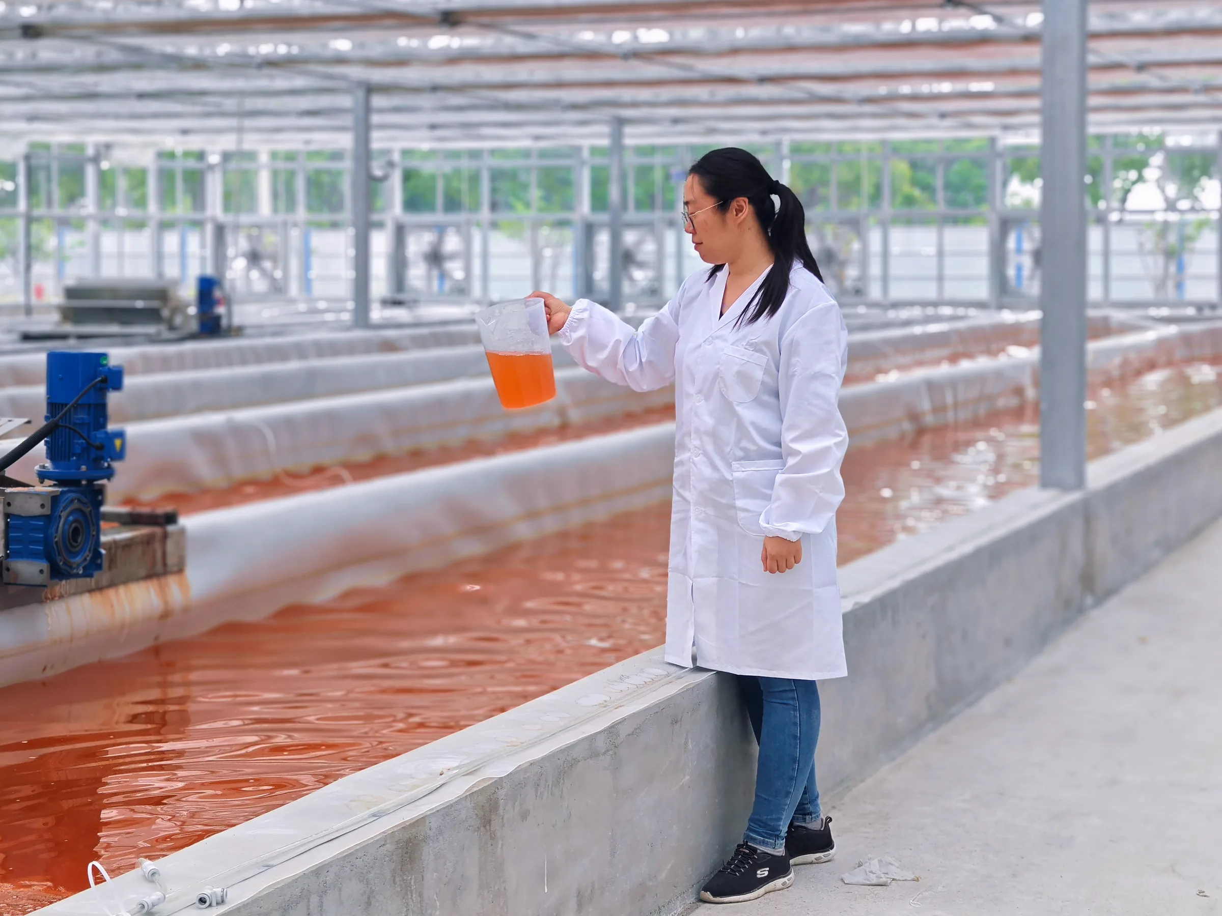 HETCHYN scientist checks an orange microalgae culture