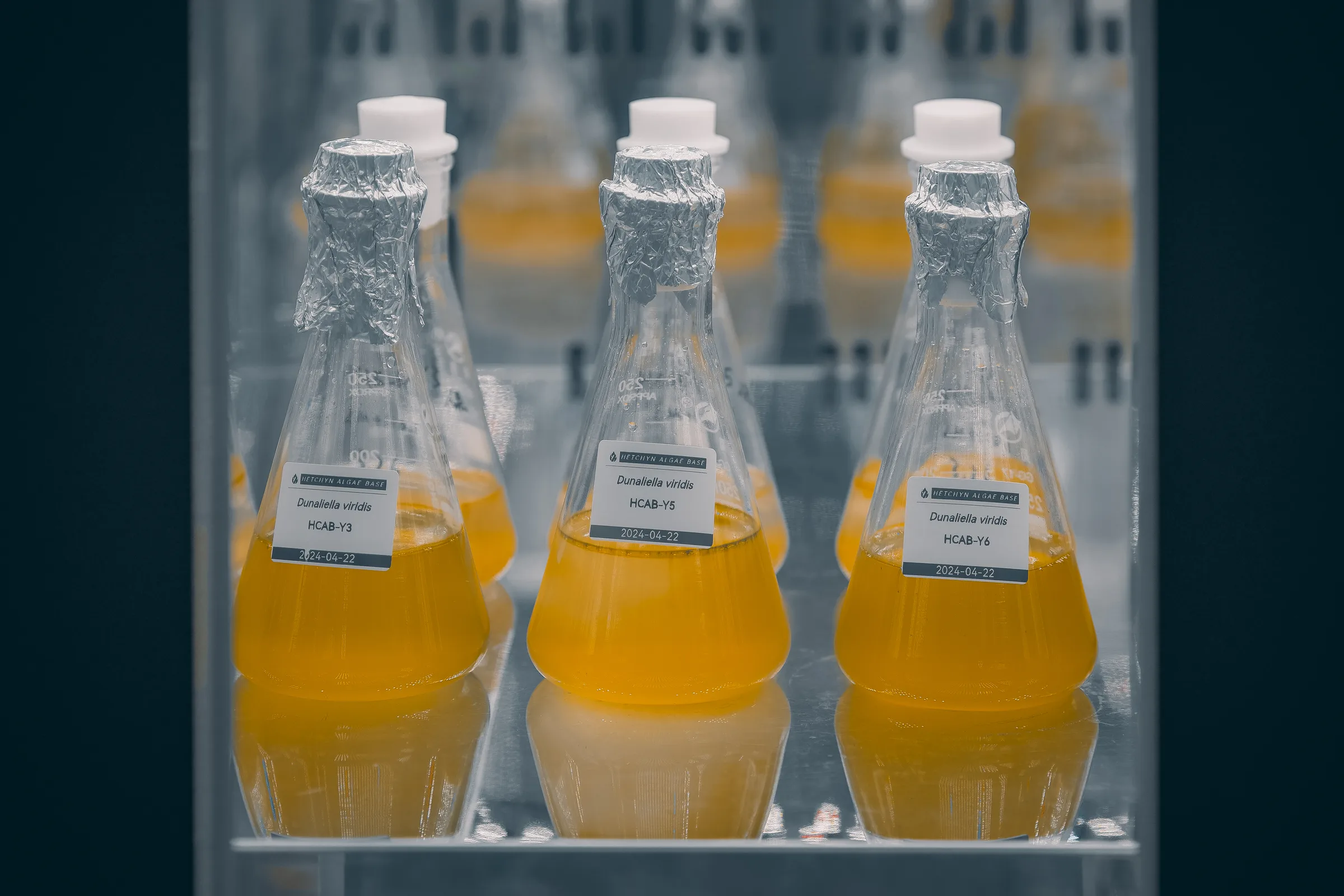 Orange microalgae cultures maintained in HETCHYN laboratory flasks
